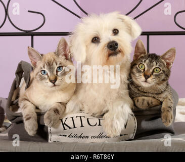 maltese dog with two young cats (seal tabby point and black tabby) Stock Photo