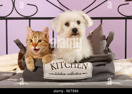 maltese dog with a young cat Stock Photo