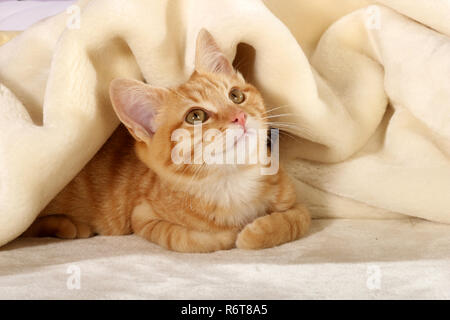 young ginger cat, 3 month old, lying under a blanket Stock Photo