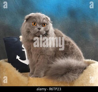 highland fold, blue, sitting on a pillow Stock Photo