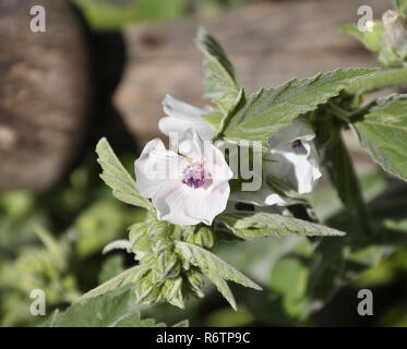 real marshmallow in garden bed Stock Photo