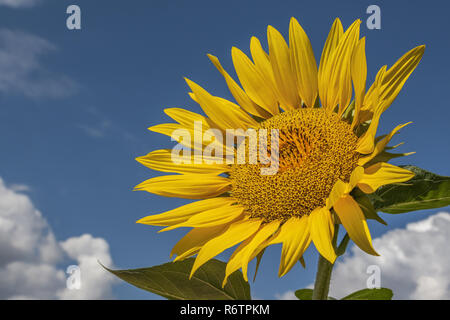 Bright yellow sunflower on blue sky background Stock Photo