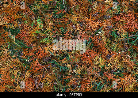 Close up background of autumn thuja cedar leaves Stock Photo