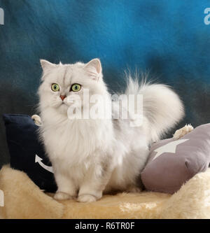 highland straight, black silver shaded, sitting on a pillow Stock Photo