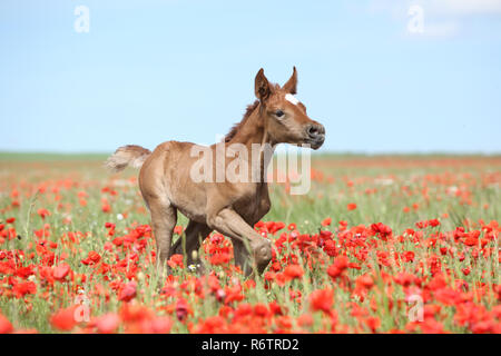 Arabian foal running in red poppy field in spring Stock Photo