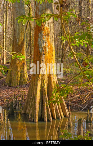 Trunk of old growth bald cypress Taxodium distichum tree Corkscrew ...