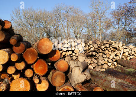 Tree logs stacked in large piles ready for collection, Cotswolds, Gloucestershire, England, United Kingdom, Europe Stock Photo