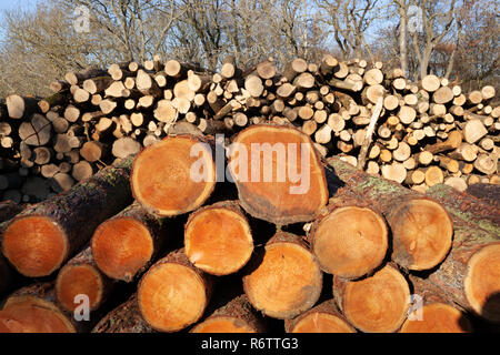 Tree logs stacked in large piles ready for collection, Cotswolds, Gloucestershire, England, United Kingdom, Europe Stock Photo