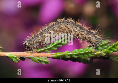 Ruby Tiger Moth caterpillar (Phragmatobia fuliginosa) crawling along heather stem. Tipperary, Ireland Stock Photo