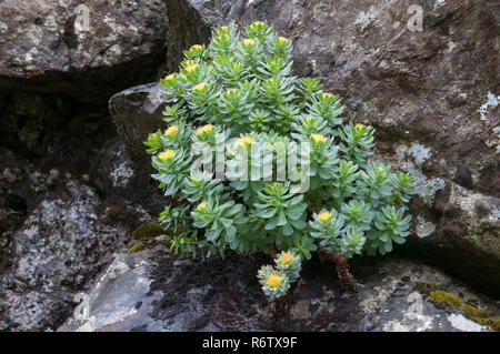 Roseroot (Sedum rosea, Rhodiola rosea) growing on a rocky ledge on the Isle of Rum, Scotland Stock Photo