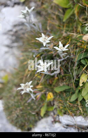 several edelweiss flowers in nature Stock Photo