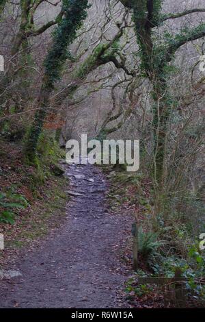 Woodland Path along the East Lyn River under a Gnarly Branching leafless Oak Woodland Canopy in the Depths of Winter. Exmoor National Park, Devon, UK. Stock Photo