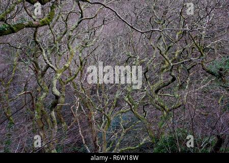 Woodland Path along the East Lyn River under a Gnarly Branching leafless Oak Woodland Canopy in the Depths of Winter. Exmoor National Park, Devon, UK. Stock Photo