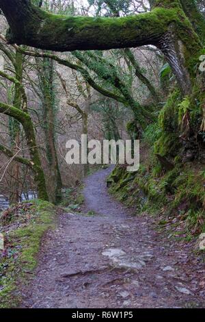 Woodland Path along the East Lyn River under a Gnarly Branching leafless Oak Woodland Canopy in the Depths of Winter. Exmoor National Park, Devon, UK. Stock Photo