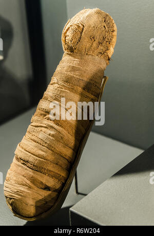 An Egyptian kitten mummy, circa 664-332 B.C., is displayed at the Michael C. Carlos Museum at Emory University, July 8, 2014, in Atlanta, Georgia. Stock Photo