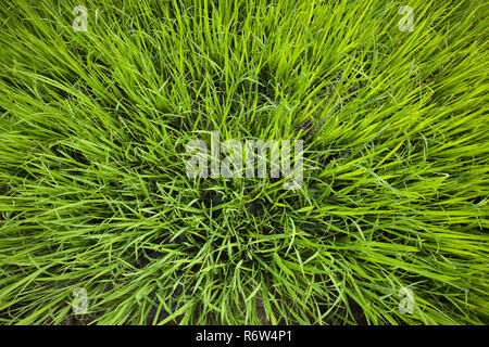 Demonstrated young rice sprouts. Seedlings of rice ready for planting in rice field Stock Photo