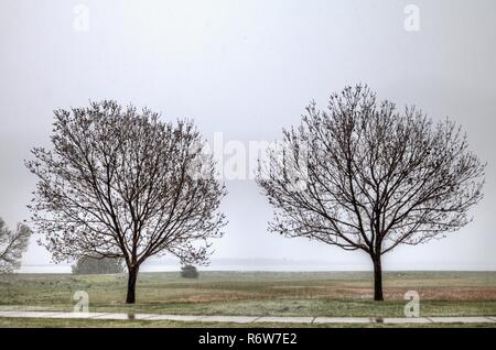 Autumn Purple Ash also called White Ash is in leaf bud early in the spring during foggy conditions. Stock Photo