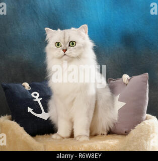 highland straight, black silver shaded, sitting on a pillow Stock Photo