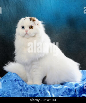 highland fold, harlekin, sitting on a pillow Stock Photo