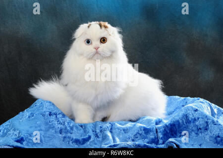 highland fold, harlekin, sitting on a pillow Stock Photo