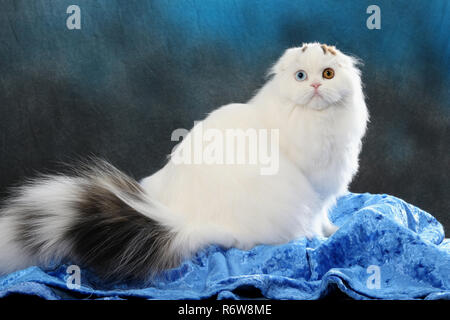 highland fold, harlekin, sitting on a pillow Stock Photo