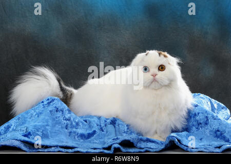 highland fold, harlekin, sitting on a pillow Stock Photo