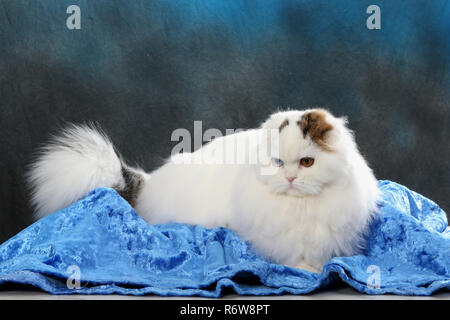 highland fold, harlekin, sitting on a pillow Stock Photo