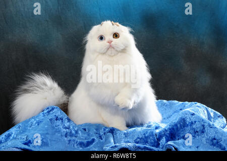 highland fold, harlekin, sitting on a pillow Stock Photo