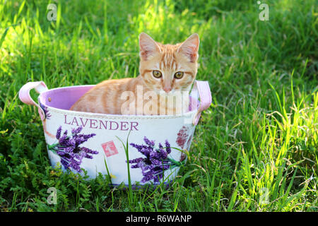 young ginger cat, 3 month old, sitting in a flower pot Stock Photo