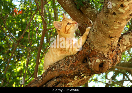 young ginger cat, 3 month old, climbing on a tree Stock Photo
