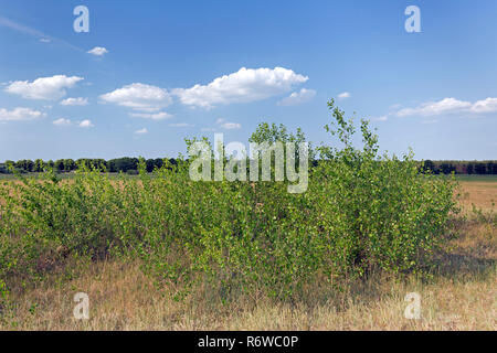 Black poplar (Populus nigra) young tree in summer, species of cottonwood poplar native to Europe, southwest and central Asia and northwest Africa Stock Photo