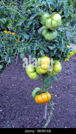 Ripening big, chunky tomatoes on the vine in a summer garden . Stock Photo