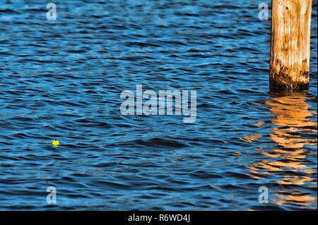 Two Fishing Bobbers Floating in Lake River Water Stock Image
