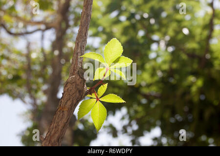 Virginia Creeper Ivy Vine's leaves. Stock Photo