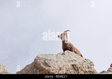 Wild mountain goats (Capra ibex) in Lechquellengebirge mountains near Rote Wand - Vorarlberg, Austria Stock Photo