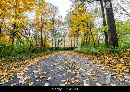 A forest paved path in the fall with the foliage turning yellow/orange and the leaves falling off of the trees. Stock Photo