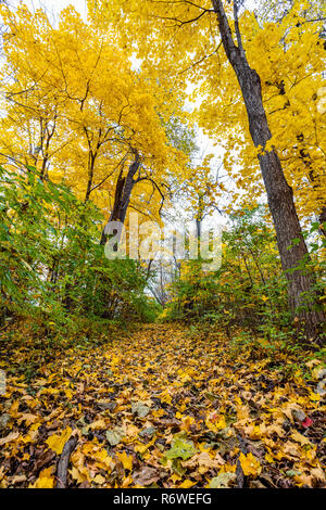 A forest trail in the fall with the foliage turning yellow/orange and the leaves falling off of the trees. Stock Photo