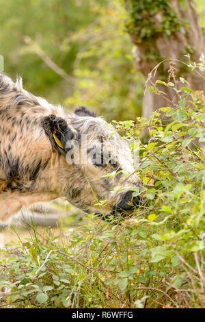 A Galloway ox eats on a pasture in a forest Stock Photo