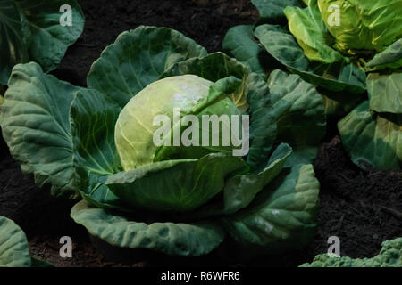 Green cabbage (Brassica oleracea) growing in a farmer's field Stock Photo