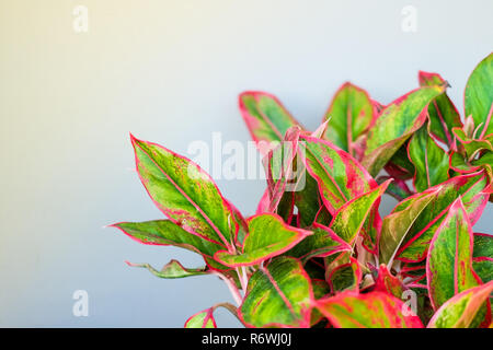 Beautiful Aglaonema (genus of flowering plants in the arum family) for nature background or texture, space for your content. Stock Photo