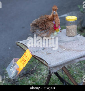 Kalapana, Hawaii - A chicken and her chick, soliciting money for 'chicken feed' at the Kalapana Night Market. Hundreds attend the event every Wednesda Stock Photo