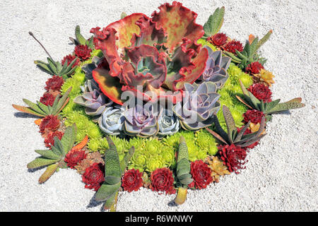 Colorful succulent plants designed into circle on white stones background . Stock Photo