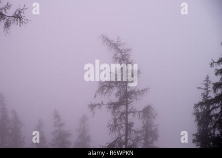 Mystical fog in the forest at autumn Stock Photo