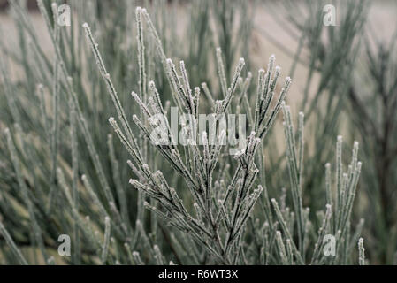 common broom plant twigs covered with hoarfrost macro Stock Photo