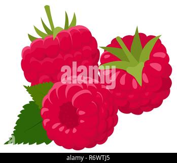 Raspberry isolated on white background. Raspberries. Forest berry. Vector Illustration Stock Vector