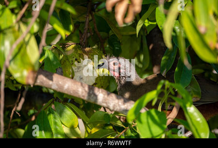 The Endemic Bird, Rufous-bellied Chachalaca (Ortalis wagleri) in Vegetation in Mexico Stock Photo