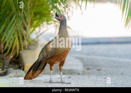 The Endemic Bird, Rufous-bellied Chachalaca (Ortalis wagleri) in Vegetation in Mexico Stock Photo
