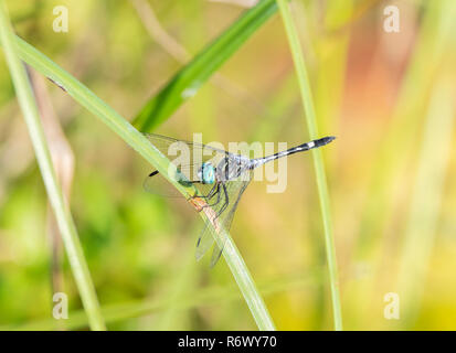 A Colorful Thornbush Dasher Dragonfly (Micrathyria hagenii) Perched on Dried Grass in Punta Mita, Nayarit, Mexico Stock Photo