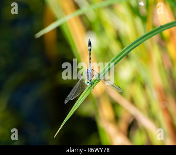 A Colorful Thornbush Dasher Dragonfly (Micrathyria hagenii) Perched on Dried Grass in Punta Mita, Nayarit, Mexico Stock Photo