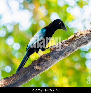 An Iridescent Bright Blue San Blas Jay (Cyanocorax sanblasianus) with a Yellow Eye in Trees in Punta de Mita, Nayarit, Mexico Stock Photo